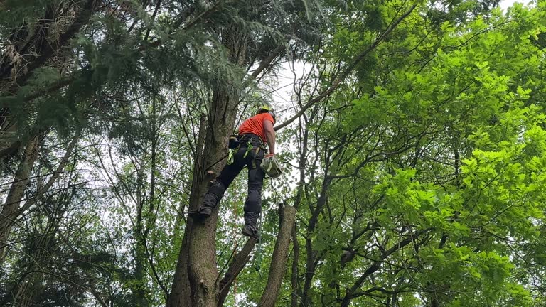 Best Tree Health Inspection  in Mount Clemens, MI